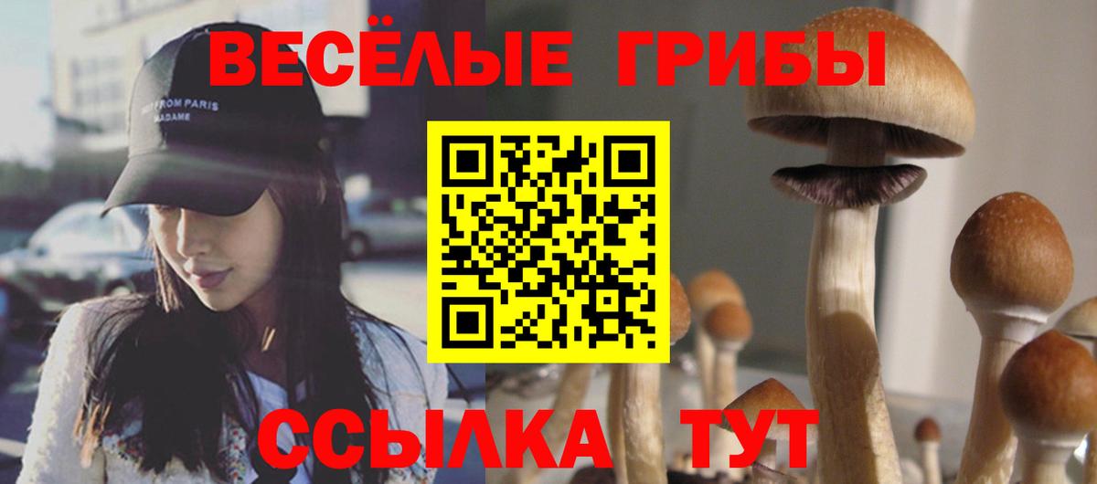 Мыски  Галлюциногенные грибы Psilocybe  Вход с VPN 